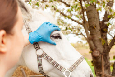 Rehabilitation Services at Tryon Equine Bodywork